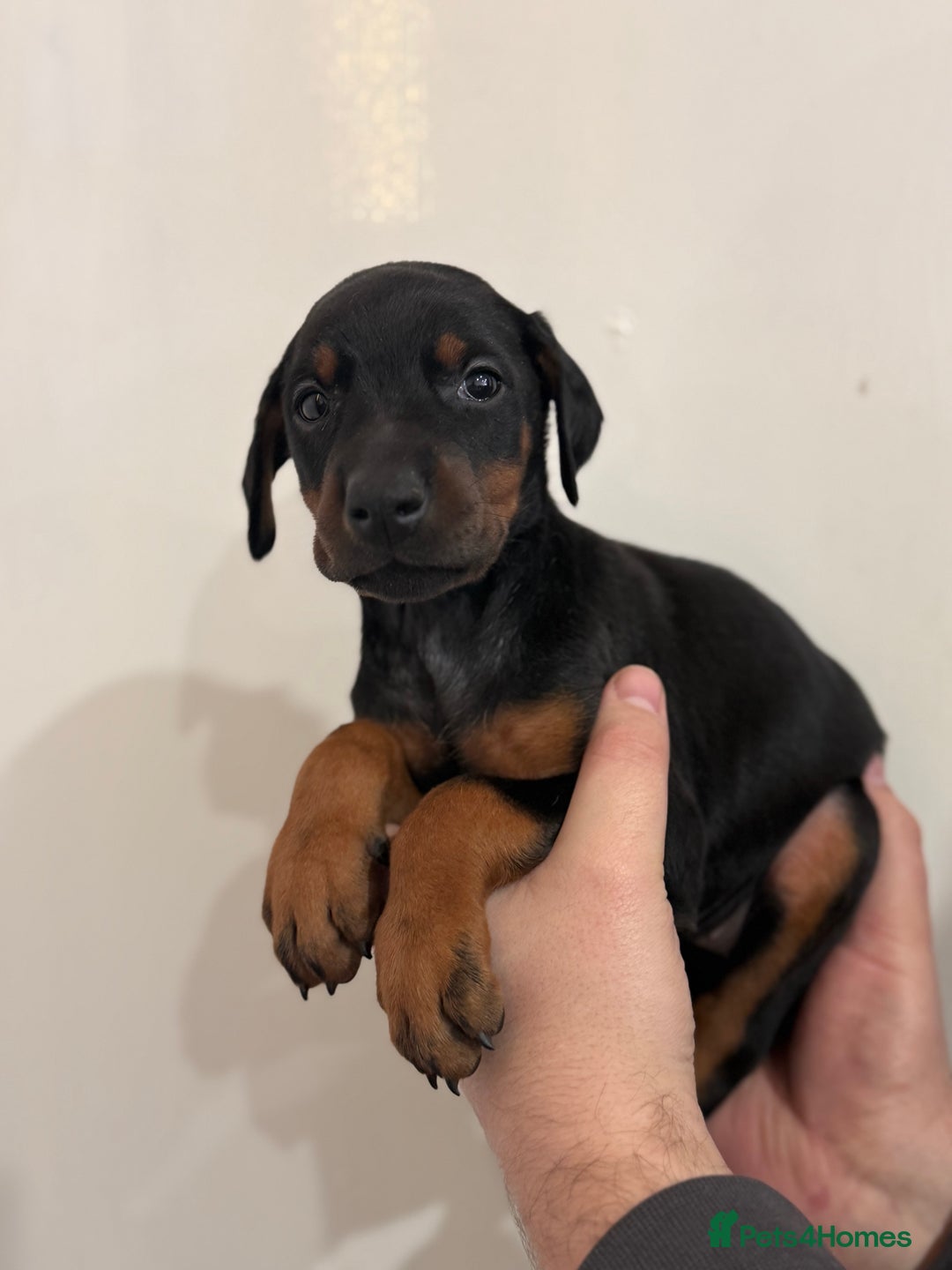 Dobermann dogs for sale: Ready to go Friday night  - Advert 14
