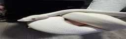 Python Snake reptiles for sale: Black Eyed Lucy Ball Python  - Advert 6