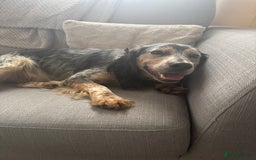 Cocker Spaniel dogs for sale: 2 Year Old boy (Rocky) Cockerspaniel - Image 2