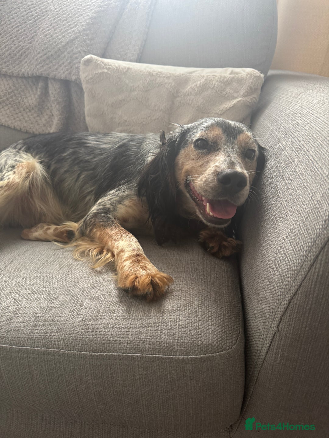 Cocker Spaniel dogs for sale: 2 Year Old boy (Rocky) Cockerspaniel - Image 2