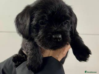 Mixed Breed dogs Schweenies - Advert 4