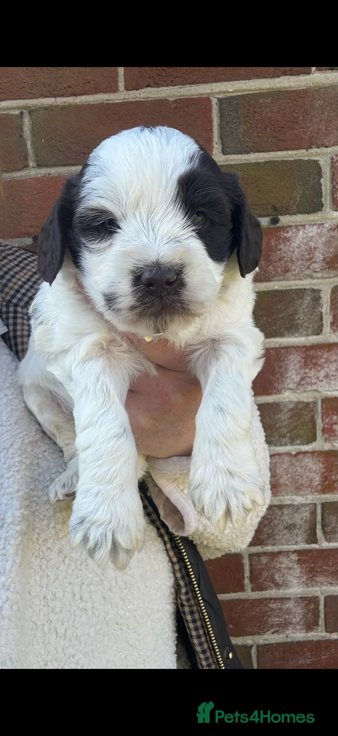 Miniature Poodle dogs for stud: Miniture poodle stud  in Marlborough - Advert 11