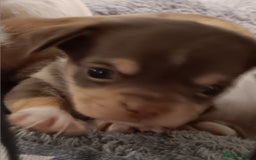 Chihuahua dogs for sale: Chihuhua pups - Image 19
