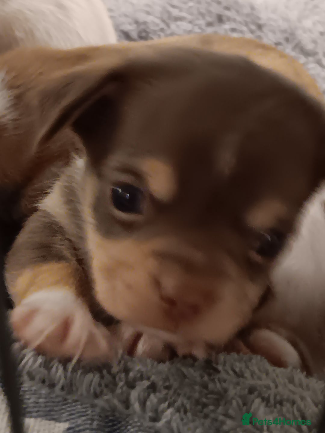 Chihuahua dogs for sale: Chihuhua pups - Image 19