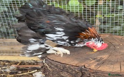 Chickens poultry for sale: Cockerel - free to a good home  - Image 4