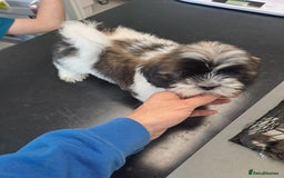 Lhasa Apso dogs for sale: Lhasa Apso Puppies  - Image 1