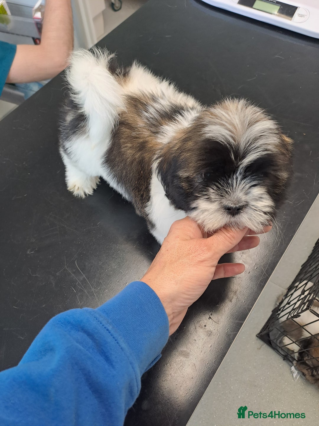 Lhasa Apso dogs for sale: Lhasa Apso Puppies  - Image 1