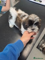 Lhasa Apso dogs - Advert 3