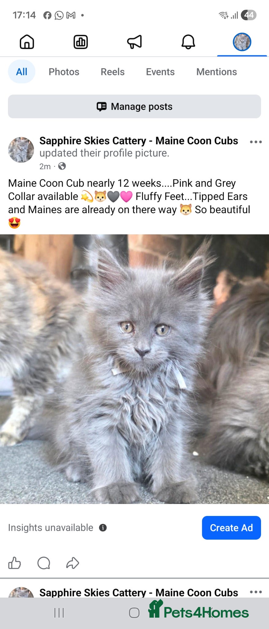 Maine Coon cats for sale: Maine coon Blue smoke kittens Sapphire Skies  - Advert 9