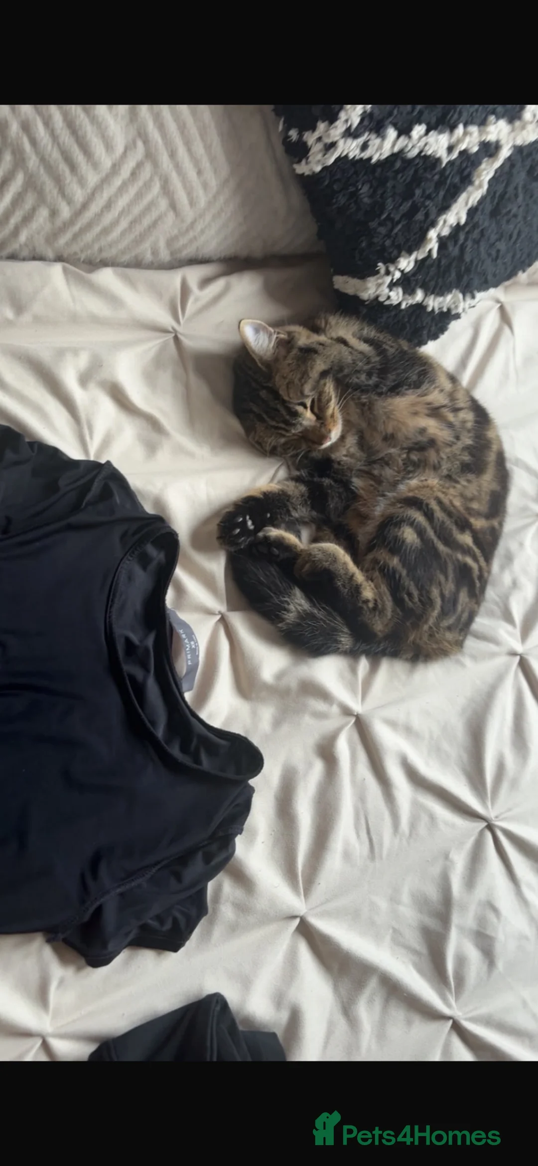 Domestic Shorthair cats for sale: Kitten/cat in Great Yarmouth - Advert 1