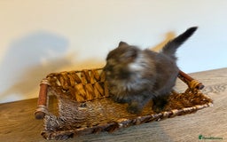 Maine Coon cats for sale: 🐾 Russian Maine Coon Kittens – TICA Registered 🐾 - Image 9