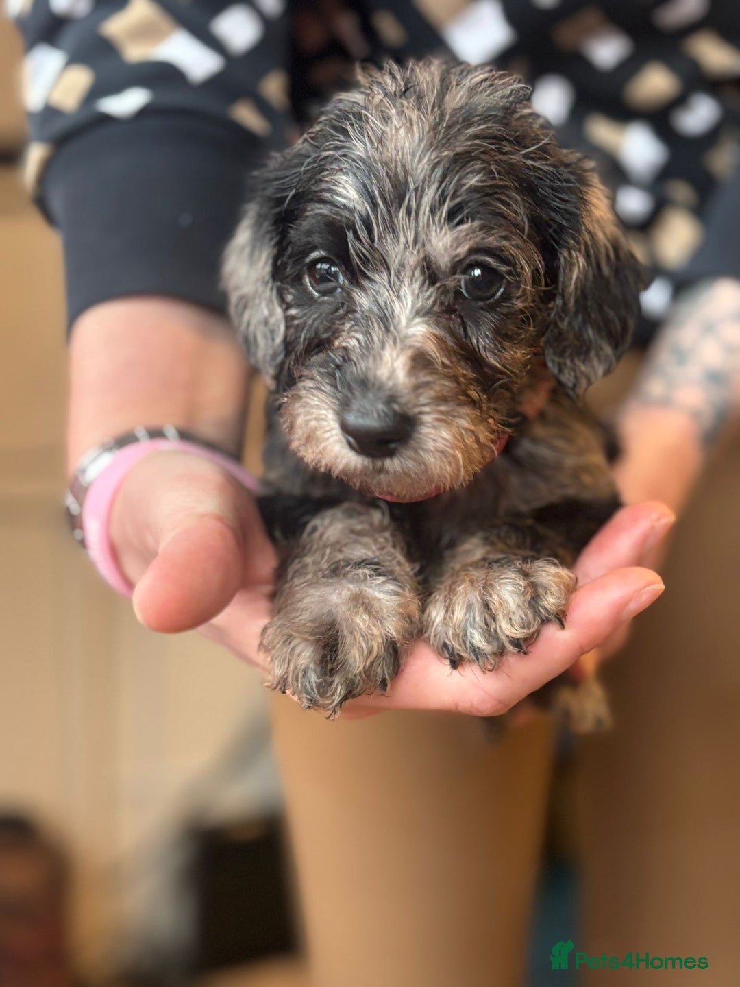 Doxiepoo dogs for sale: Merle & Solid Colour Doxiepoos - Image 10