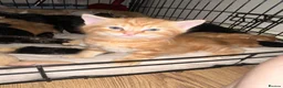 Mixed Breed cats for sale: Baby’s need a new loving home  - Advert 20