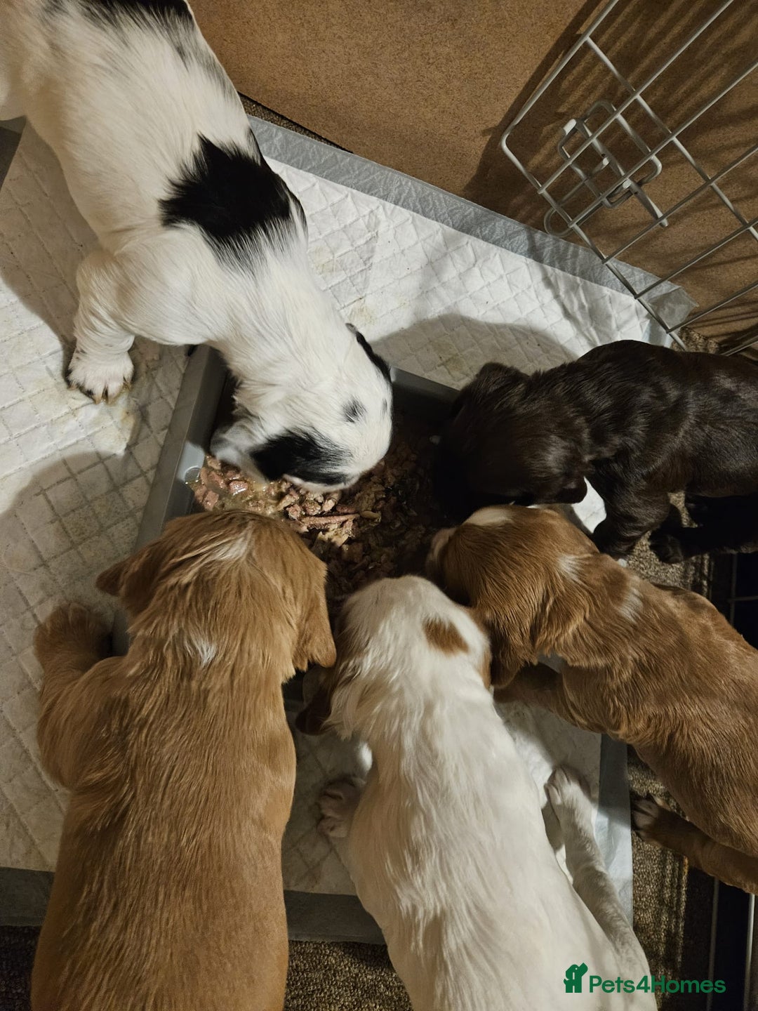 Cocker Spaniel dogs for sale: KC Working Cocker Spaniel Puppies - Advert 28