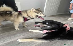 Pomsky dogs for sale: F2 blue eyed female pomsky - Image 11