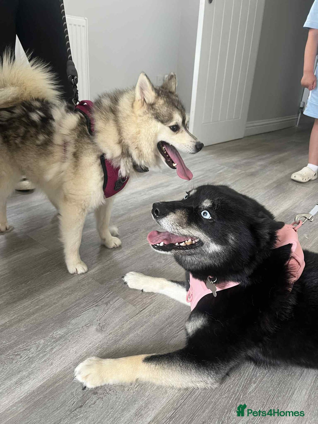 Pomsky dogs for sale: F2 blue eyed female pomsky - Image 11