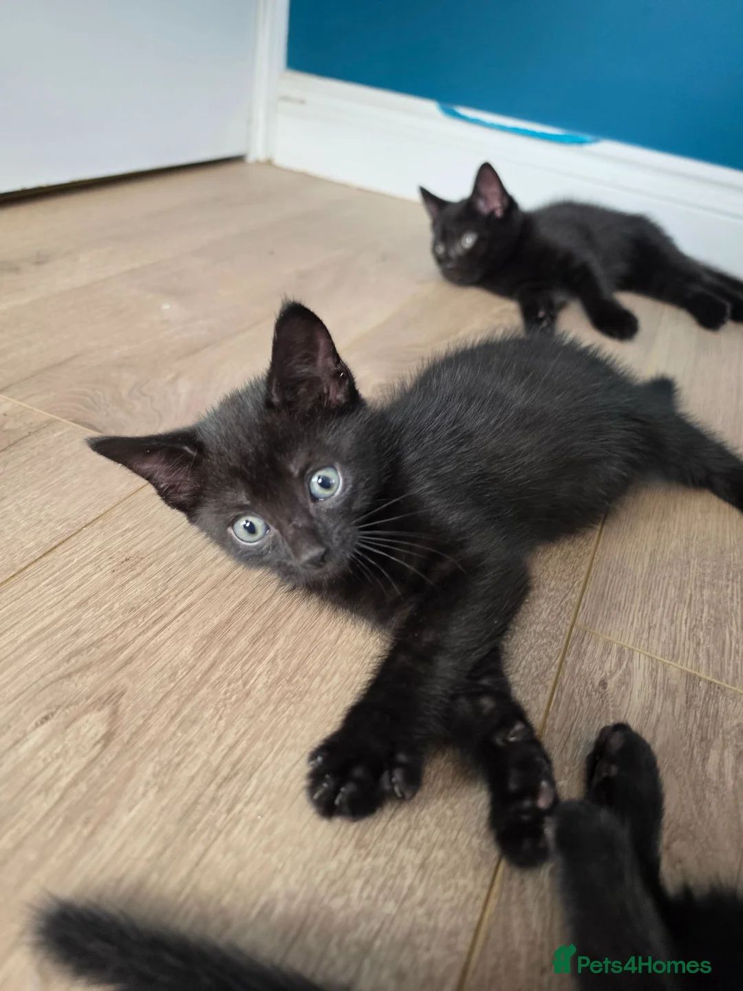 Mixed Breed cats for sale: 5 beautifull fluffy kittens for sale  - Advert 2