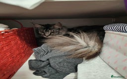 Maine Coon cats for sale: Maine coon kittens  - Image 4