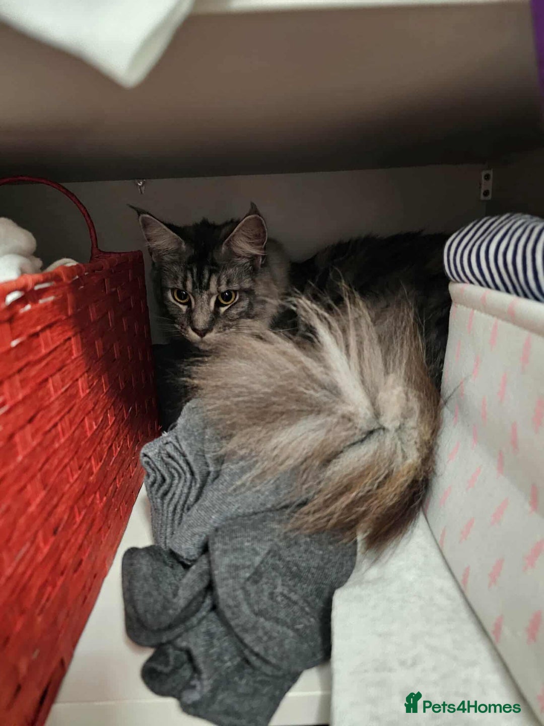 Maine Coon cats for sale: Maine coon kittens  - Image 4