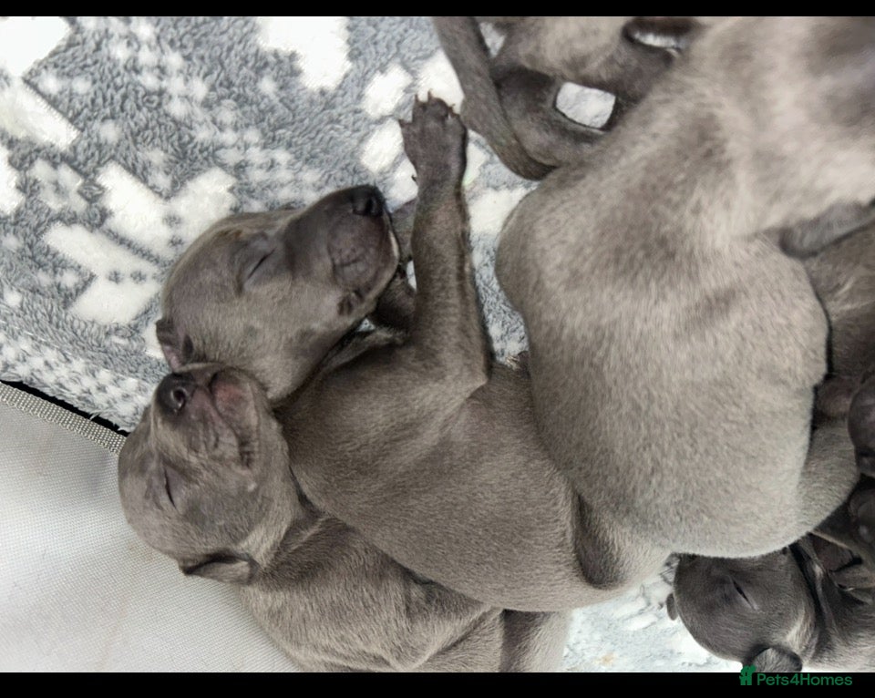 Whippet dogs KC blue whippet puppies  - Advert 18