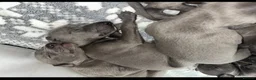 Whippet dogs for sale: KC blue whippet puppies  - Advert 1
