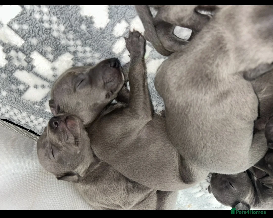 Whippet dogs for sale: KC blue whippet puppies  - Advert 1