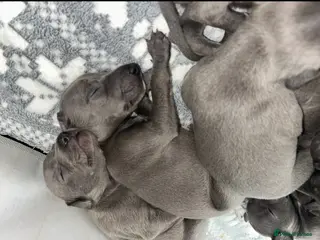 Whippet dogs KC blue whippet puppies - Advert 4