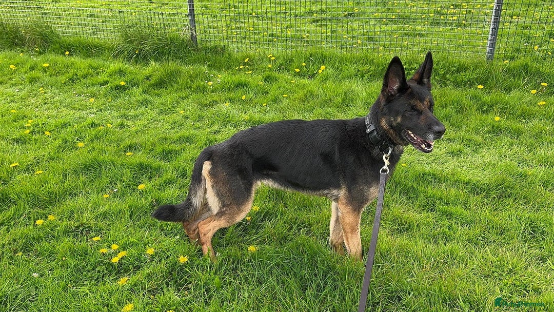 German Shepherd dogs for sale: 8 year old GSD bitch looking for a new home.  - Image 2
