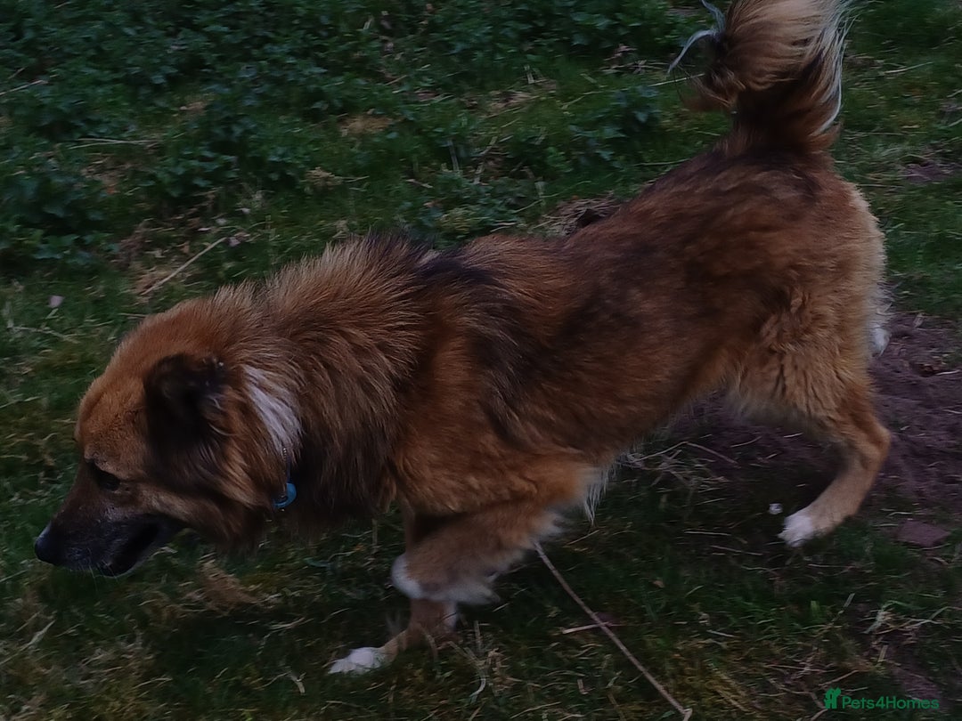 Mixed Breed dogs for adoption: BENNY - a loyal and gentle boy for a Loving Home - Image 13