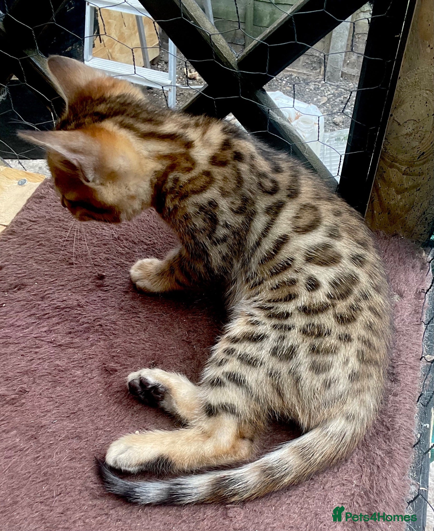 Bengal cats Beautiful male full bengal kit - Advert 10