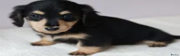 Miniature Dachshund dogs for sale: 5*Licensed+KCreg+PRAClear+Vetchecked+BLACK&CREAM - Advert 7