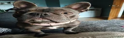French Bulldog dogs for sale: Maggie  in Felixstowe - Advert 6