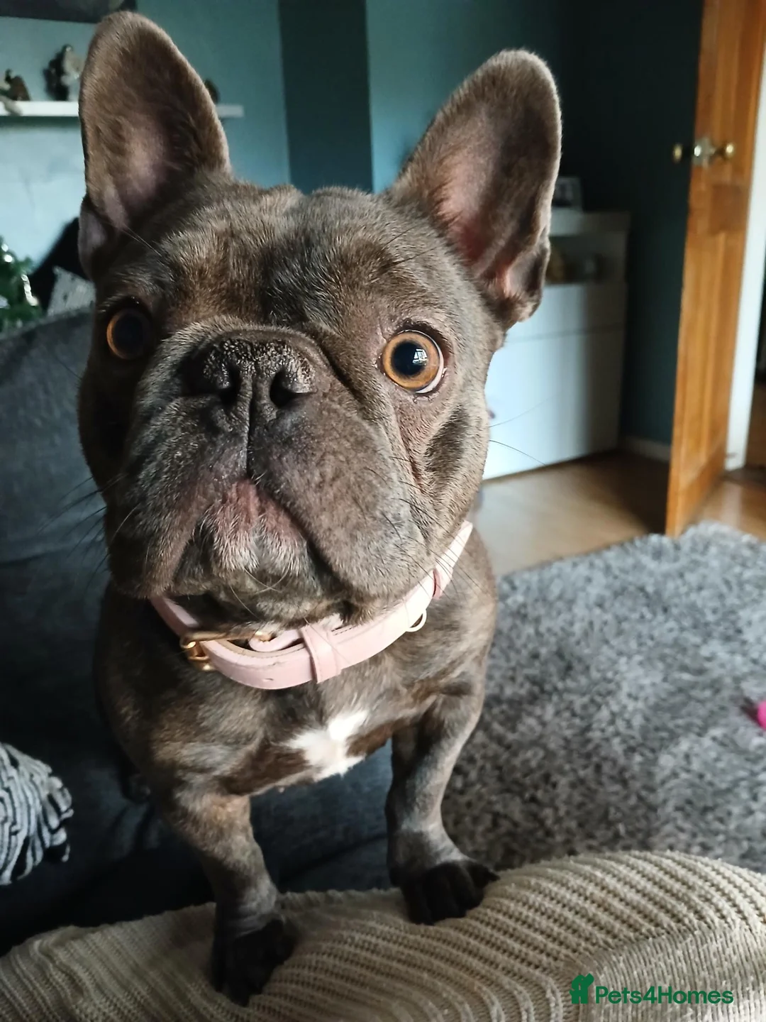 French Bulldog dogs for sale: Maggie  in Felixstowe - Advert 6