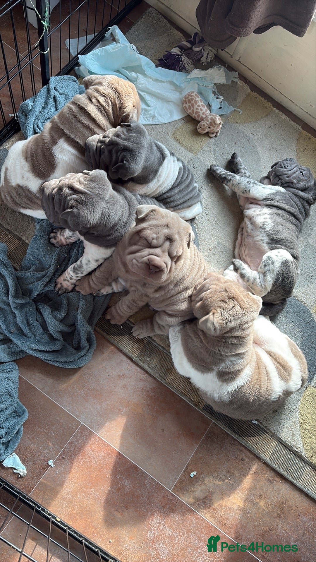 Shar Pei dogs Stunning rare Shar-Pei puppies  - Advert 3