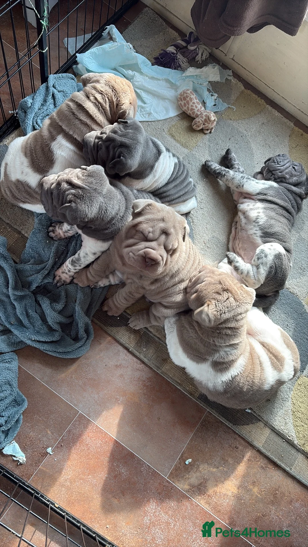 Shar Pei dogs for sale: Stunning rare Shar-Pei puppies  - Advert 1