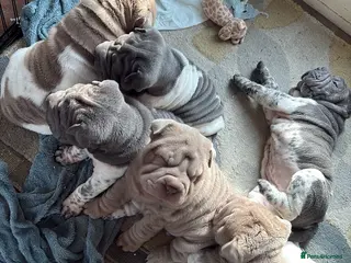 Shar Pei dogs Stunning rare Shar-Pei puppies - Advert 3