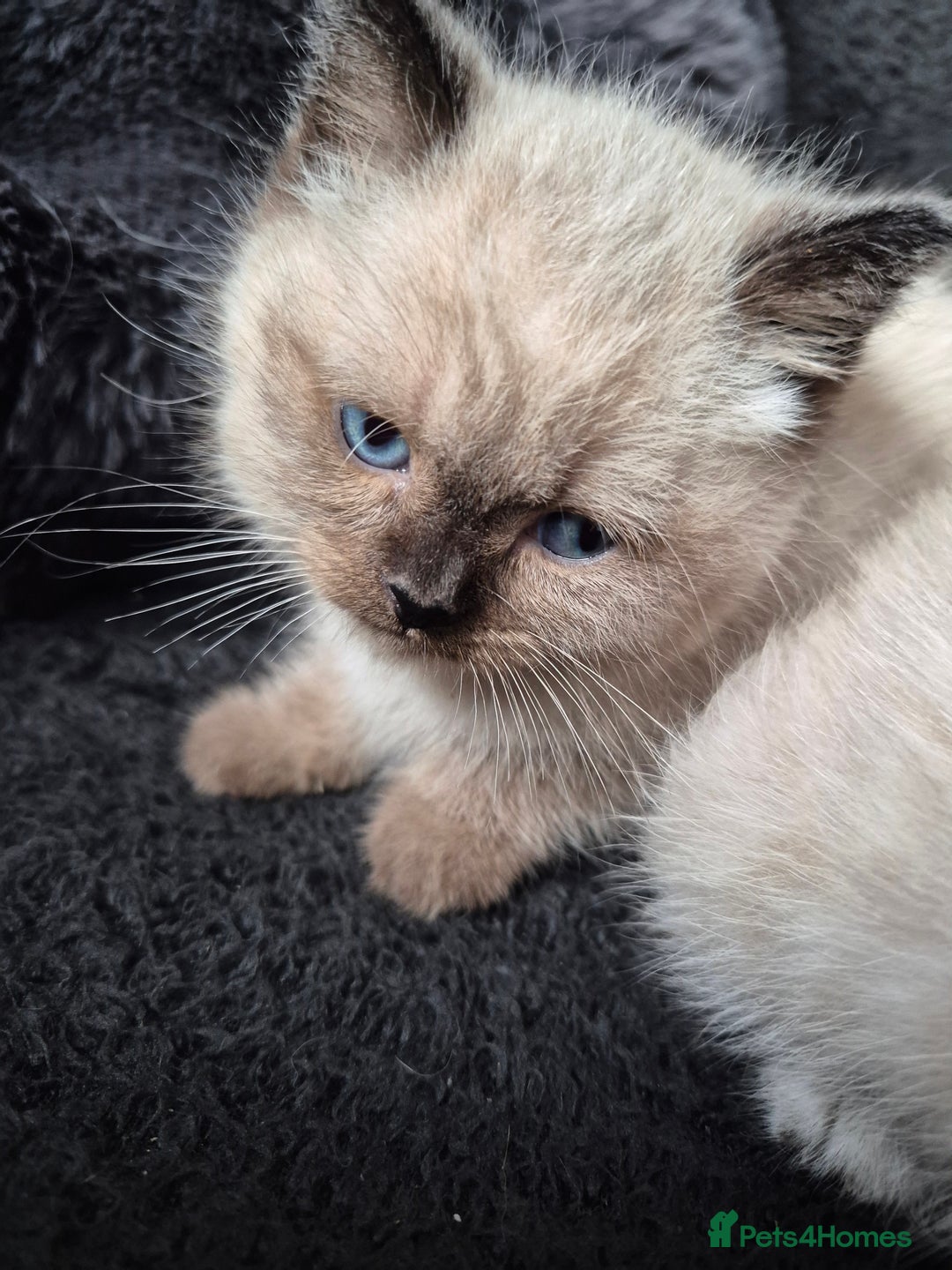 Snowshoe cats for sale: Pedigree Tica reg seal point snowshoe boy  - Advert 19