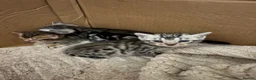 Bengal cats for sale: Silver spotted bengal kittens - Advert 5