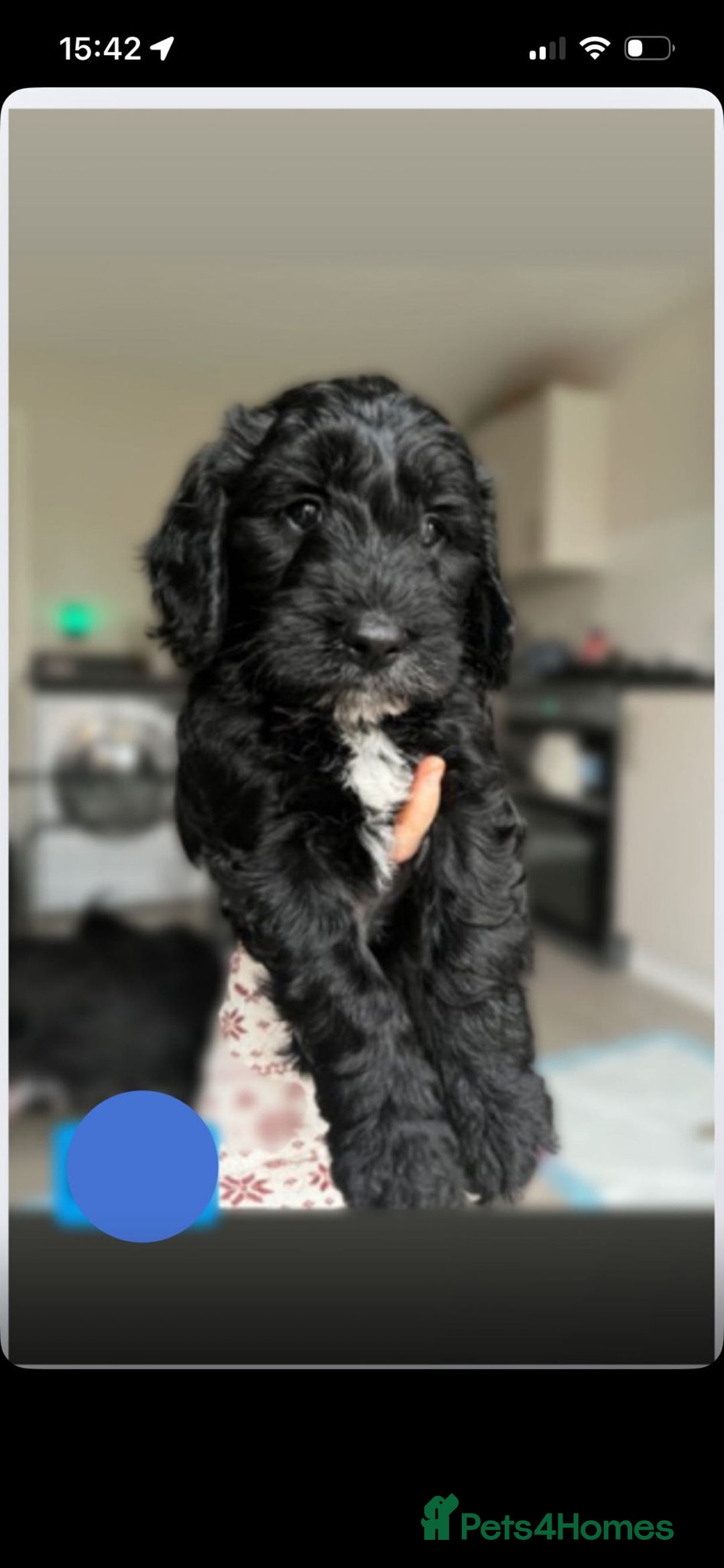 Cockapoo dogs for sale: F1b Cockapoo Puppies Last 3 Available – Ready Now. - Advert 14