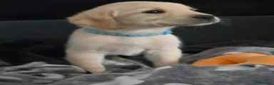Light Blue Collar 