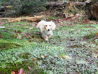 Miniature Dachshund dogs Outstanding Long Coat Cream Dachshund For Stud! in Penrith - Advert 3