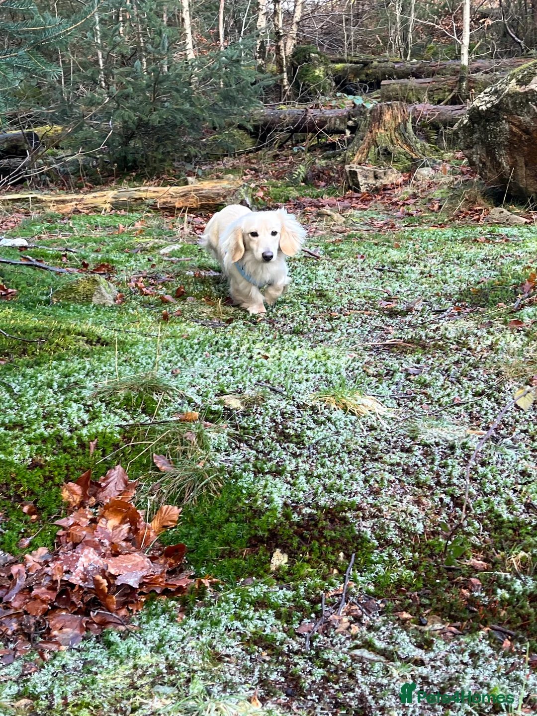 Miniature Dachshund dogs for stud: Outstanding Long Coat Cream Dachshund For Stud! in Penrith - Advert 1