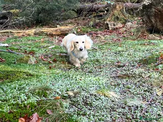 Miniature Dachshund dogs Outstanding Long Coat Cream Dachshund For Stud! in Penrith - Advert 21