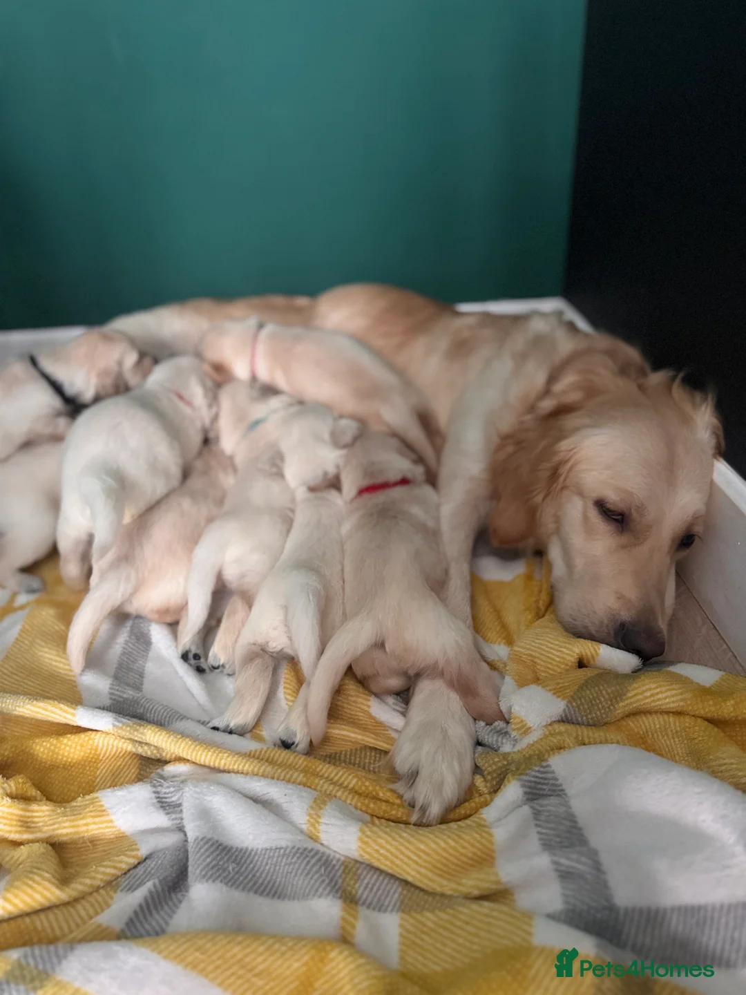 Golden Retriever dogs for sale: KC Champion Line Golden Retriever puppies💗💙 - Advert 12