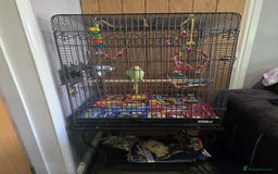 Parrots birds for sale: Indian ringneck - Image 1
