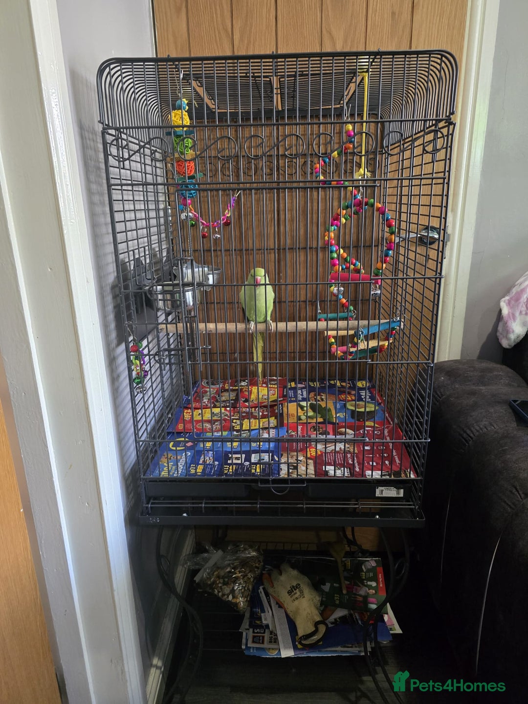 Parrots birds for sale: Indian ringneck - Image 1