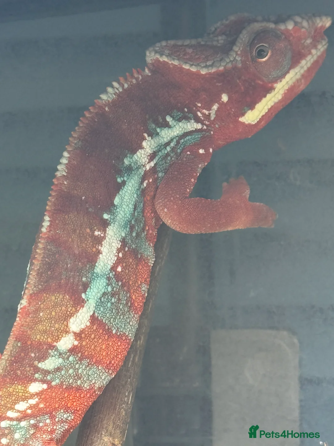 Chameleon reptiles for sale: Chameleons ambilobe - Advert 7