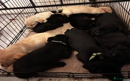 Labrador Retriever dogs for sale: KC Lab pups (from tested parents) REDUCED - Image 12
