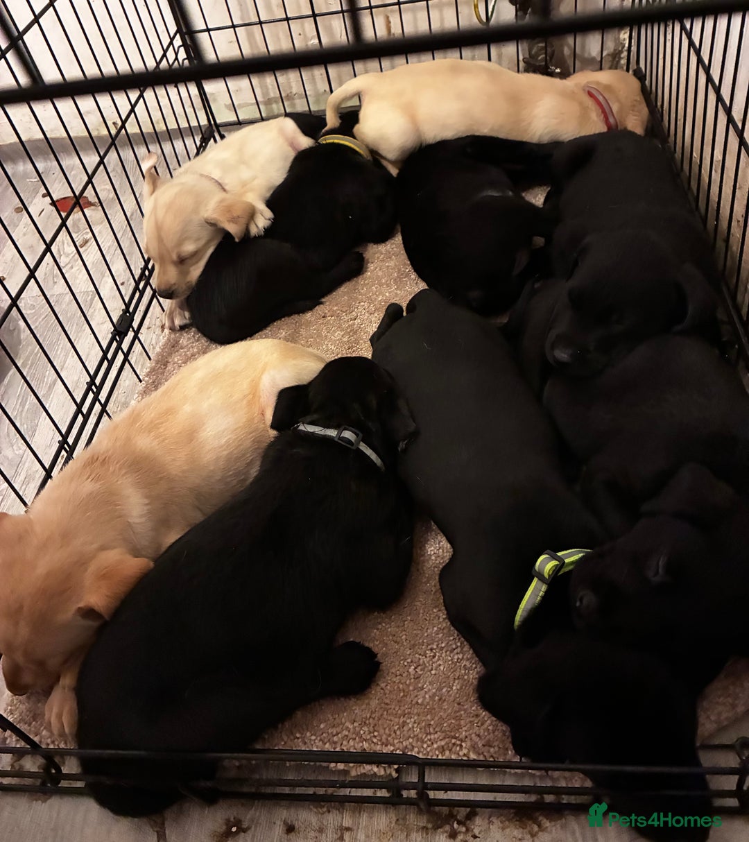 Labrador Retriever dogs for sale: KC Lab pups (from tested parents) REDUCED - Image 12