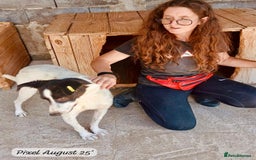 Mixed Breed dogs for adoption: Pixel, 3-4 yrs old. Available for adoption. - Image 11